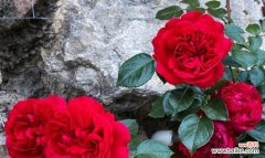 翩翩起舞的优美姿态如何体现雅乐之舞的内涵？