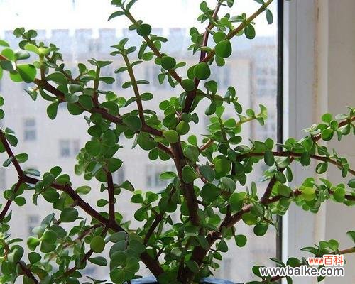 雅乐之舞属于多肉植物吗？它的花语代表什么含义？