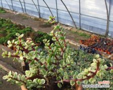 雅乐之舞属于多肉植物吗？它的花语代表什么含义？