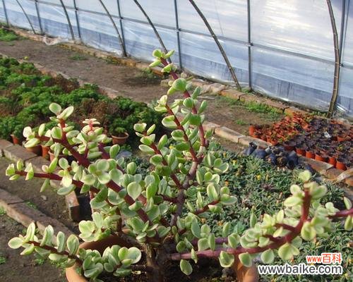 雅乐之舞属于多肉植物吗？它的花语代表什么含义？