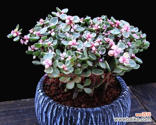 雅乐之舞属于多肉植物吗？它的花语代表什么含义？