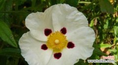 岩蔷薇花语是什么？它代表了哪些意义？