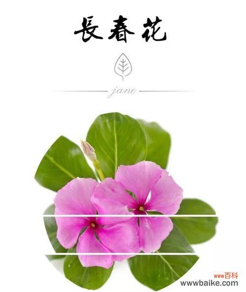 雁来红的花语是什么？它背后有哪些传说故事？