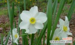 雁来红的花语是什么？它背后有哪些传说故事？