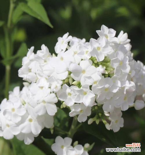 雁来红的花语是什么？它背后有哪些传说故事？