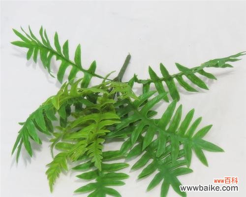 羊齿的花语是什么？羊齿植物的象征意义有哪些？