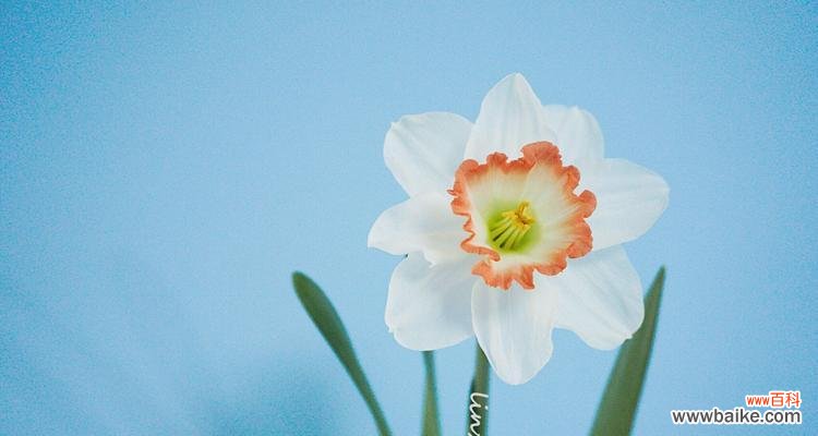 洋水仙代表什么?其文化寓意有哪些?