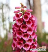 洋地黄花语是什么？关于洋地黄的传说有哪些？