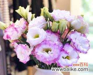 洋桔梗花的花语是什么？如何正确解读洋桔梗花的含义？