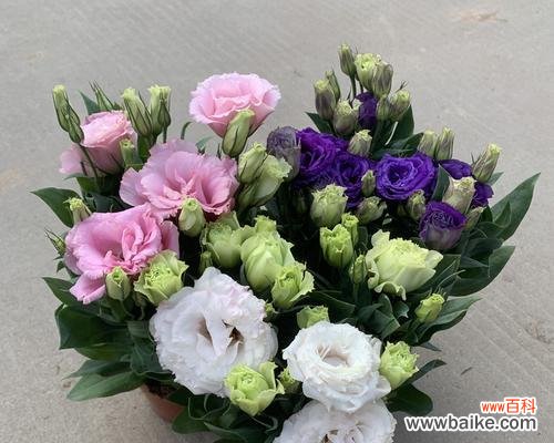 洋桔梗花的花语是什么？如何正确解读洋桔梗花的含义？