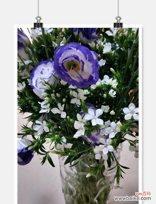 洋桔梗代表什么？洋桔梗的花语有哪些含义？