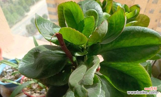 养花积水是什么意思？如何正确处理植物积水问题？