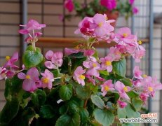 养花积水是什么意思？如何正确处理植物积水问题？