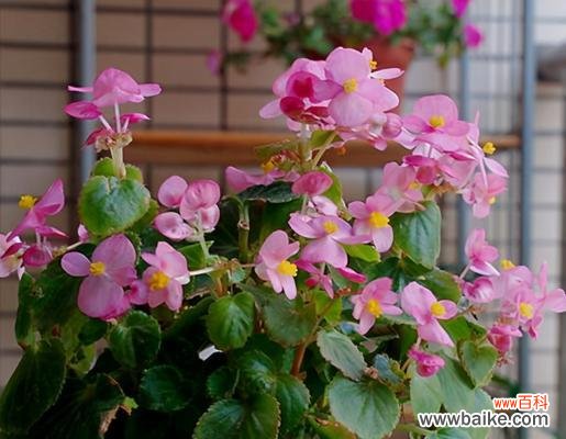 养花积水是什么意思？如何正确处理植物积水问题？