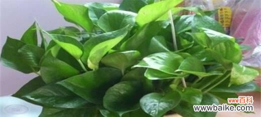 科学浇水,让绿萝更茂盛 绿萝的浇水技巧