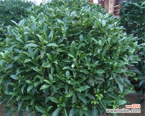 打造美丽的花园,轻松养护非洲茉莉 非洲茉莉的养殖方法