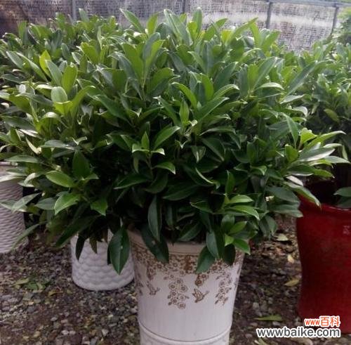 打造美丽的花园,轻松养护非洲茉莉 非洲茉莉的养殖方法