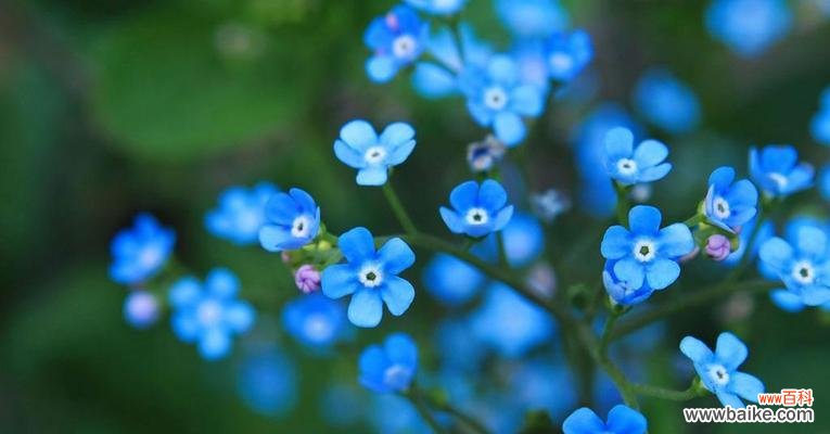 了解勿忘我花期，美丽从心开始 勿忘我花期详解