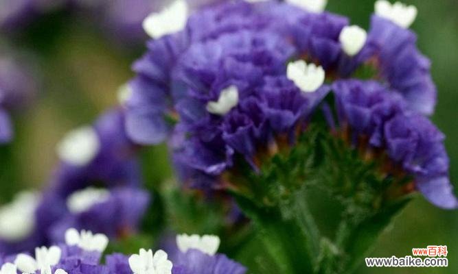 了解勿忘我花期，美丽从心开始 勿忘我花期详解