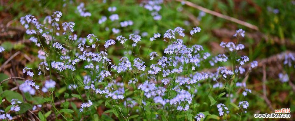 了解勿忘我花期，美丽从心开始 勿忘我花期详解