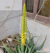 观察芦荟开花的意义及其预示的吉祥之兆 芦荟开花，好兆头不断