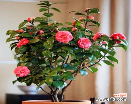 打造自己的盆景花园 盆景花制作教程