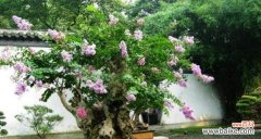 打造自己的盆景花园 盆景花制作教程