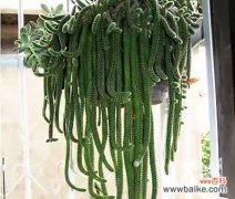 打造良好生态环境，打造健康仙人掌 如何科学养护白檀仙人掌