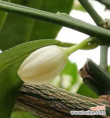 了解金枣花的生长习性，打造优美花坛 金枣花的种植与养护