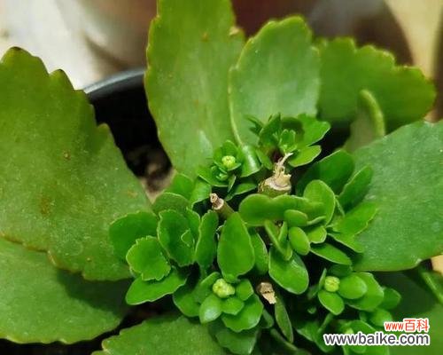 长叶子、萎黄叶子、过肥或缺肥?——看花病从何而来 长寿花不开花怎么办?——探究原因并寻找解决办法