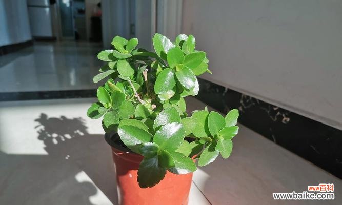 长叶子、萎黄叶子、过肥或缺肥?——看花病从何而来 长寿花不开花怎么办?——探究原因并寻找解决办法