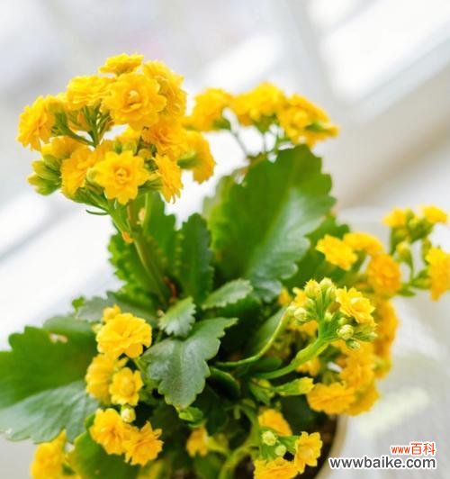 长叶子、萎黄叶子、过肥或缺肥?——看花病从何而来 长寿花不开花怎么办?——探究原因并寻找解决办法