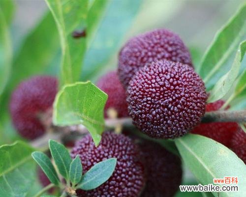 选择最适合的季节，让杨梅丰收满枝 杨梅树的最佳种植季节