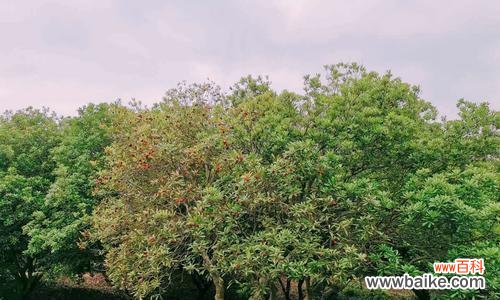 选择最适合的季节，让杨梅丰收满枝 杨梅树的最佳种植季节