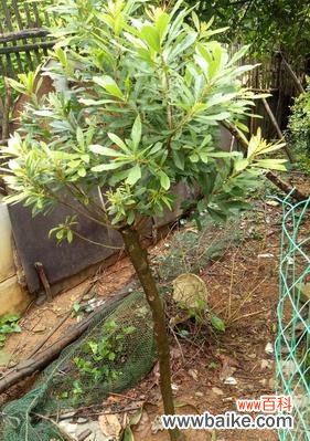 选择最适合的季节，让杨梅丰收满枝 杨梅树的最佳种植季节