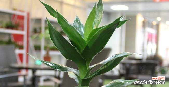 从选择土壤到施肥养护，一步步教你养好富贵竹 如何土养富贵竹，打造美丽小家园