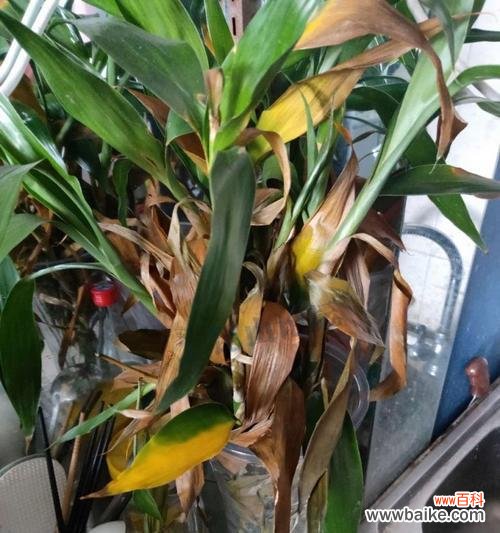 科学技巧让富贵竹长得更健康 如何养护刚买回来的富贵竹