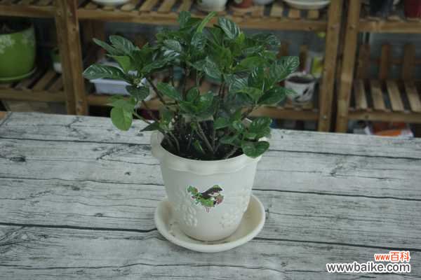 小叶栀子病害及防治措施