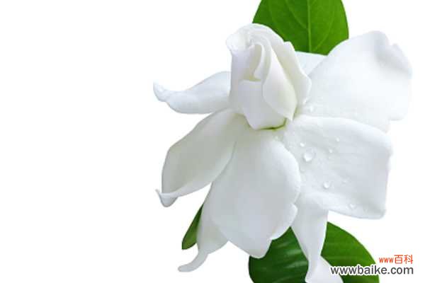 小叶栀子病害及防治措施