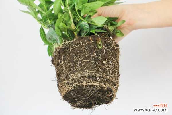 小叶栀子病害及防治措施