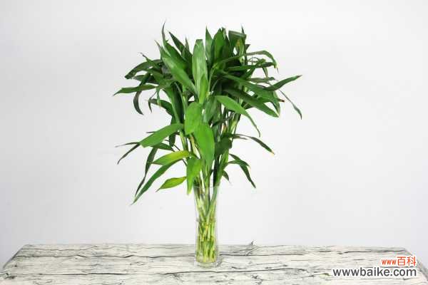 水培富贵竹叶子发黄怎么办