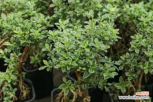 六月雪的病虫害及防治方法