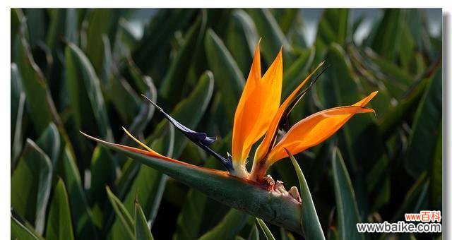 探寻鹭草的神奇传说与寓意 鹭草的传说与花语