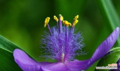 探寻鹭草的神奇传说与寓意 鹭草的传说与花语