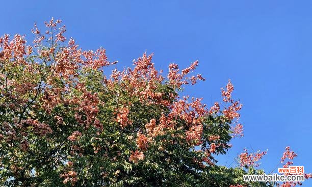 探索栾树在文化 栾树的象征意义及其重要性