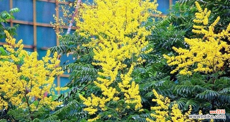 探索栾树在文化 栾树的象征意义及其重要性