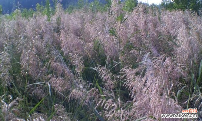 探索芦苇的象征意义和多样用途 芦苇的花语与用途