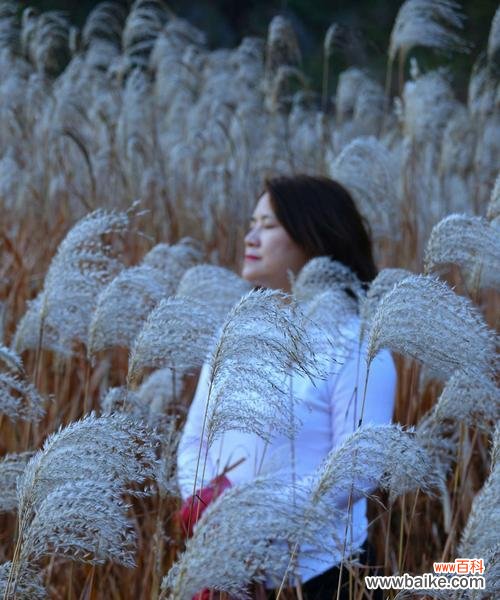 探索芦苇的象征意义和多样用途 芦苇的花语与用途