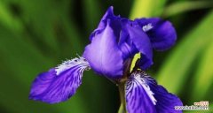 鸾尾花的象征意义及对人生的隐喻 鸾尾花的寓言与象征