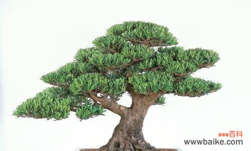 探索罗汉松的灵性内涵与文化象征 罗汉松